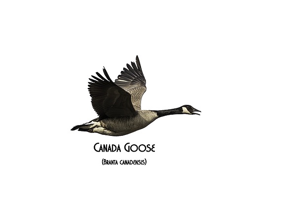 Isolated Canada Goose 2015-1 Photograph