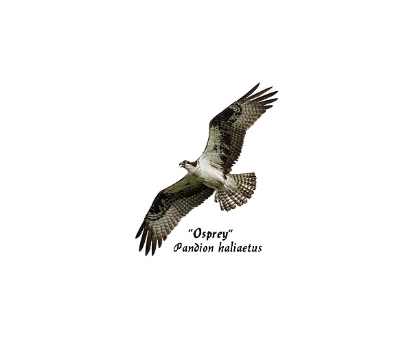 Isolated Osprey 2017-1 Photograph