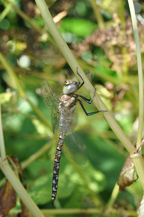 Insects Photographs