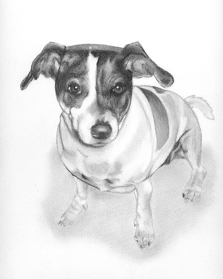 Jack Russell by Wanda Edwards