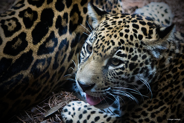Jaguar Cub Photograph