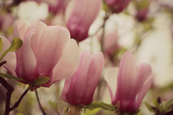 Japanese Magnolia - Art Print