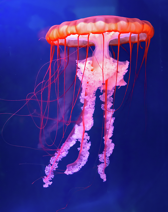Jellyfishing Net | Greeting Card