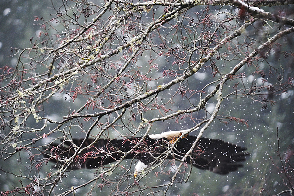 Winter Art