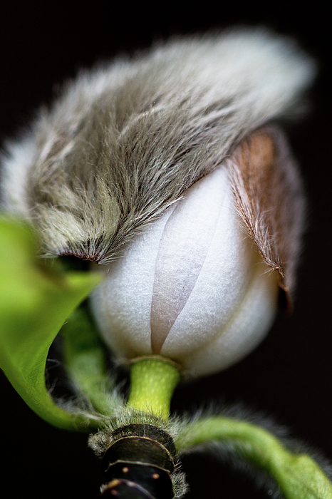 Spring Photographs