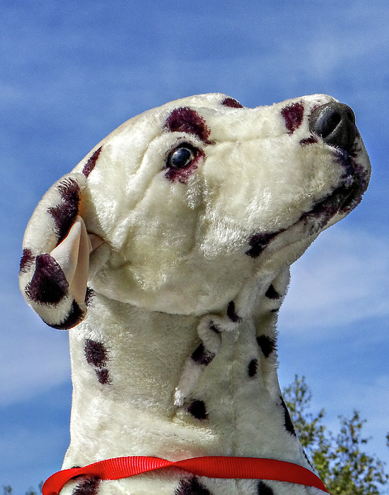 Dalmatian hotsell fleece blanket