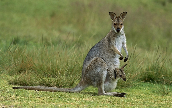 Kangaroo Fight Yoga Mat