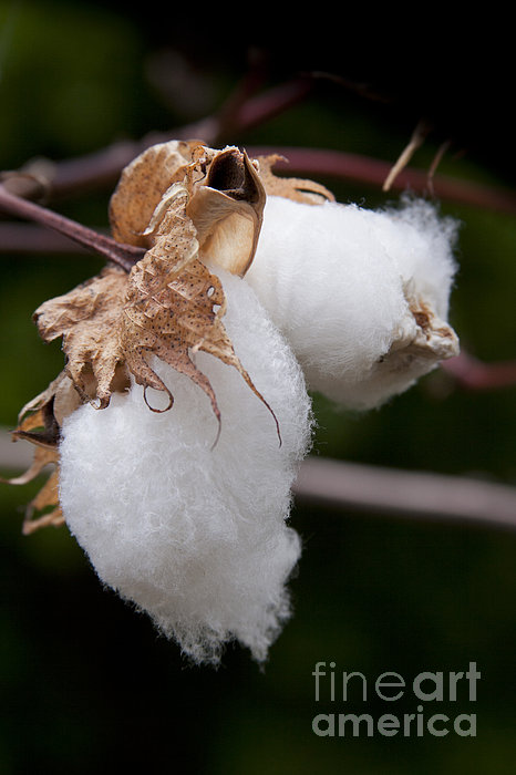 Kapok silk shop cotton pillows