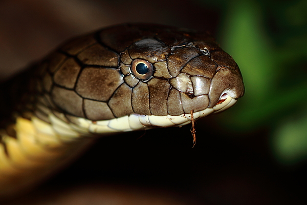 King Cobra Portrait by Paul Slebodnick