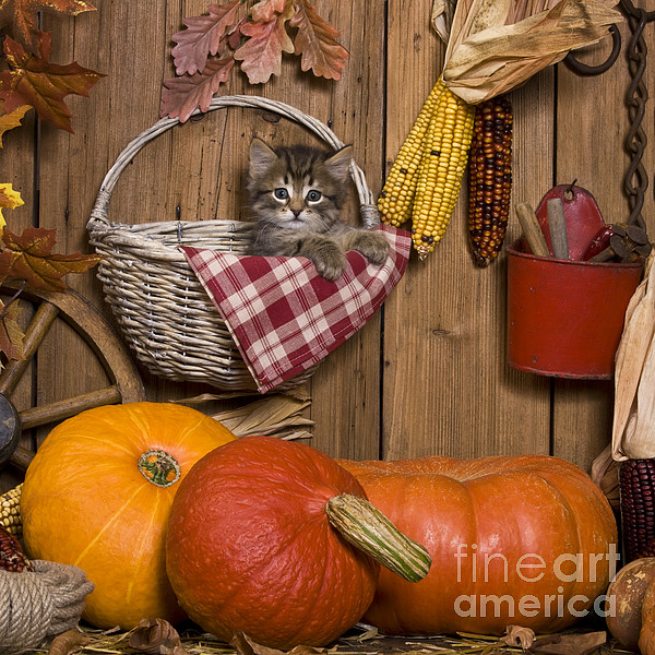 https://images.fineartamerica.com/images/artworkimages/medium/1/kitten-in-a-basket-jean-louis-klein--marie-luce-hubert.jpg