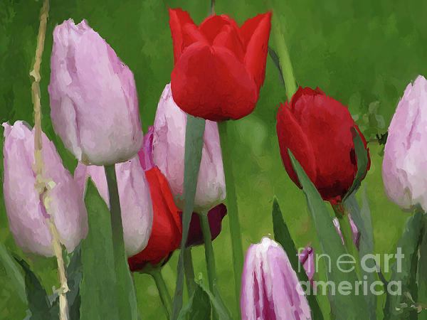 Kim Tran - Garden Tulips
