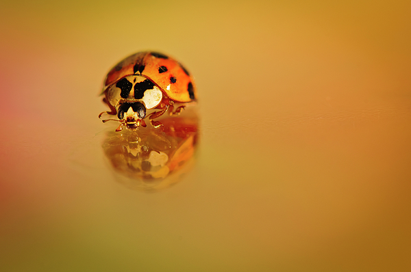 Christine Kapler - Ladybug walking on smooth surface.