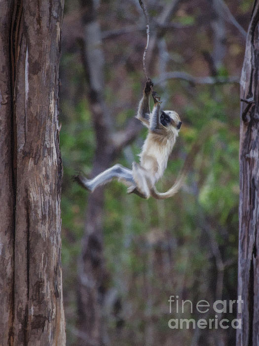 Langur Monkey Baby Swinging On Liana Greeting Card