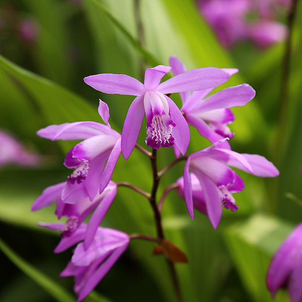 Judy Vincent - Lavender Orchid