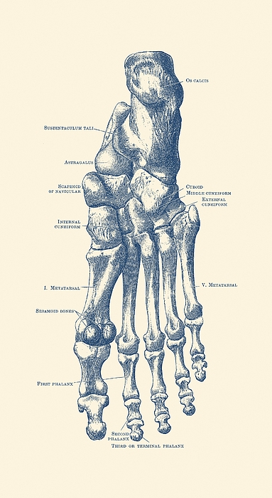 Left Foot Skeletal Diagram - Vintage Anatomy Poster Drawing