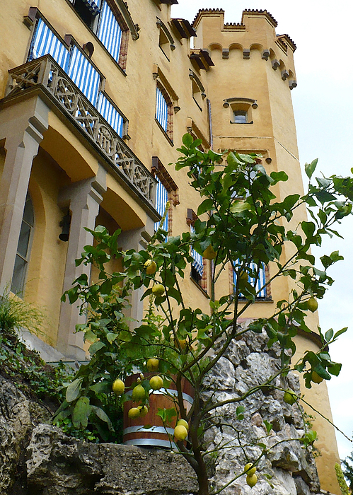 Lemon Tree At Hohanschwanstein Castle - Digital Painting Photograph