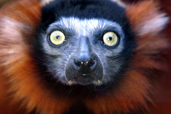 Alan Look - Lemur glare