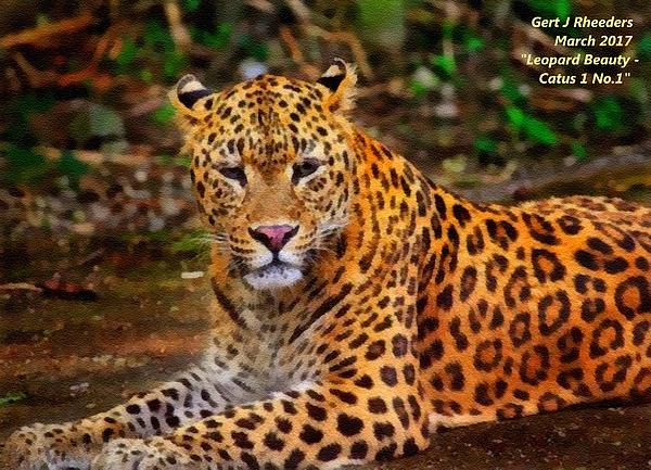 Gert J Rheeders - Leopard Beauty Catus 1 No. 1 L A
