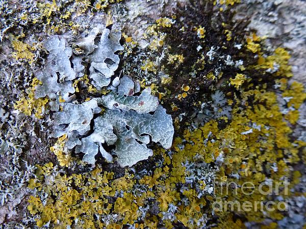 Jean Bernard Roussilhe - Lichen and Moss on a Tree 6