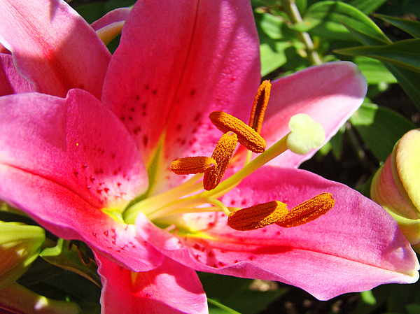 Lily Flower Pink Lilies Giclee Art Prints Baslee Troutman Photograph