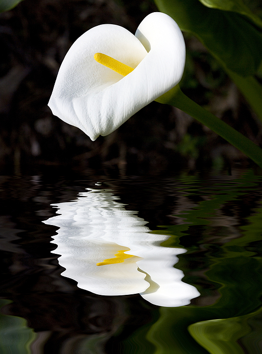 Reflection Art