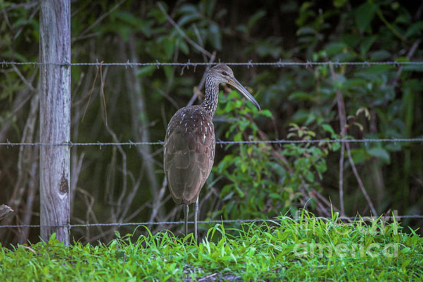 Tom Claud - Limpkin and Fence