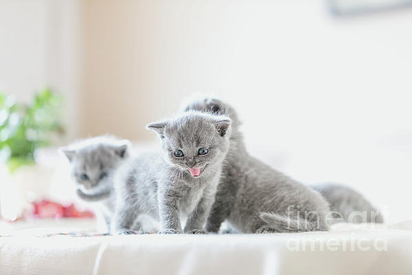 Litter Of Kittens In Home British Shorthairs Coffee Mug For Sale