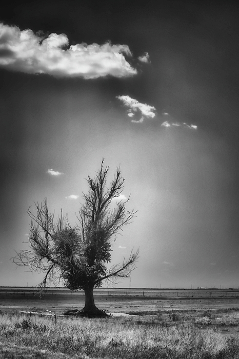Natural Abstract Photography - Lone Tree in Black and White