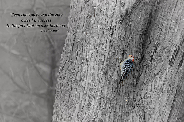 Lonely Woodpecker Photograph