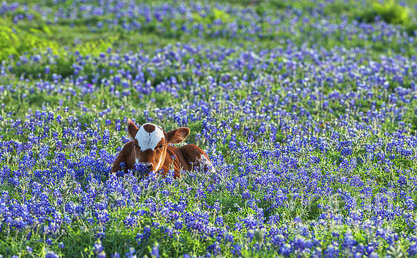 Bee Creek Photography - Tod and Cynthia - Longhorn Calf in Bluebonnets