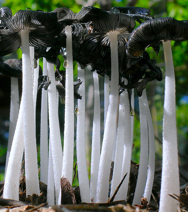 James Temple - Magic Mushrooms