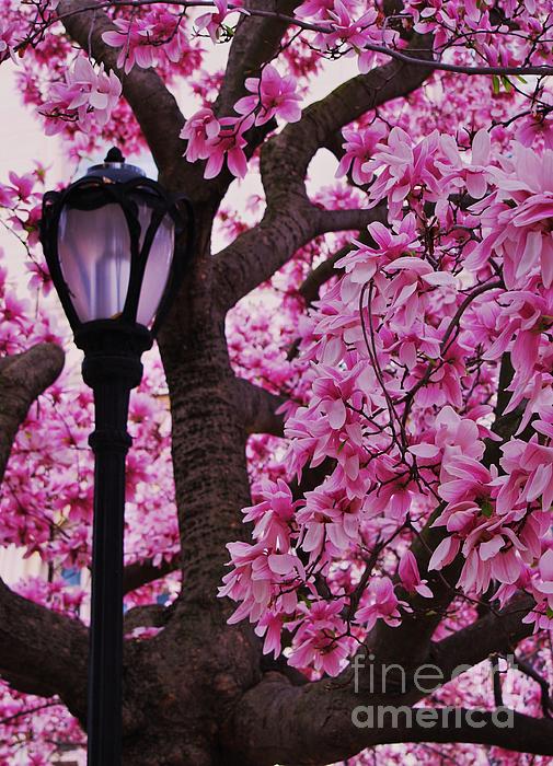 Marcus Dagan - Magnolias And a Lantern In Baltimore