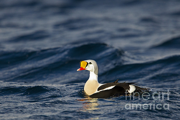 king eider duvet