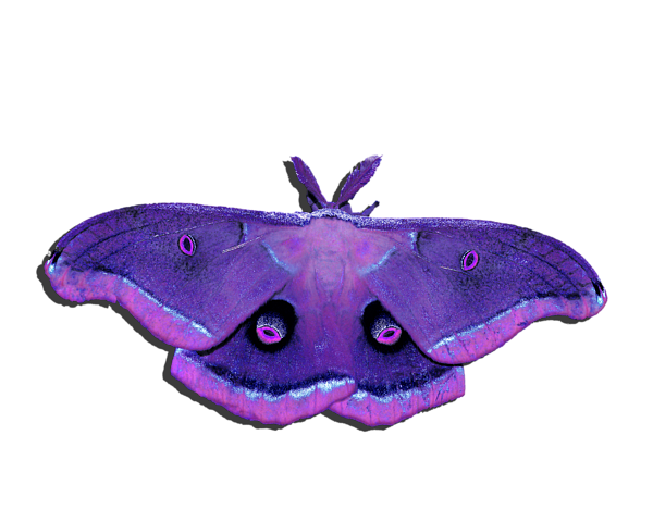 Purple Nug Moth