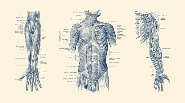 Men's upper body discount muscles