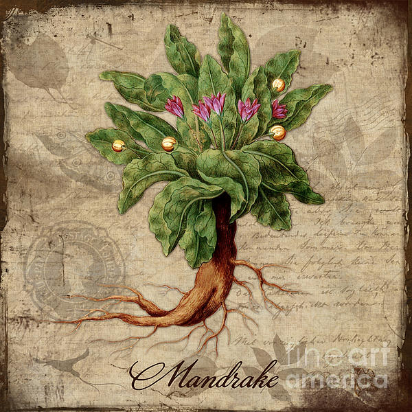 Antique Illustration Of Mandrake Plant Stock Illustration