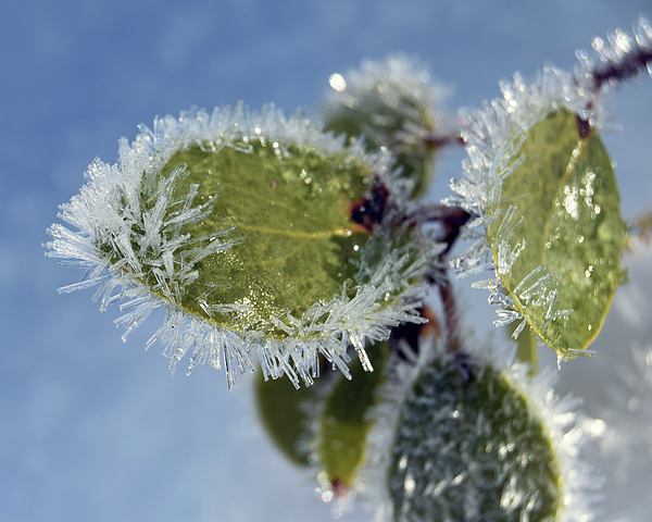 https://images.fineartamerica.com/images/artworkimages/medium/1/manzanita-with-ice-1-sequoia-national-park-january-2017-timothy-giller.jpg