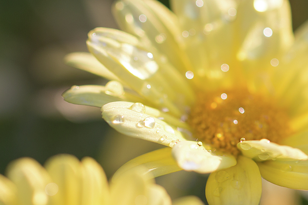 Summer Photographs