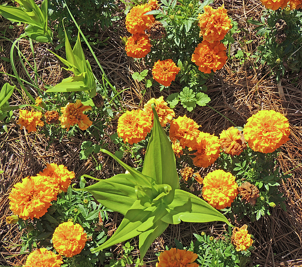 Marian Bell - Marigolds in the Gardens