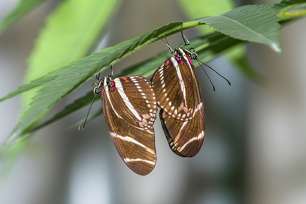 Marv Vandehey - Mating Butterflies