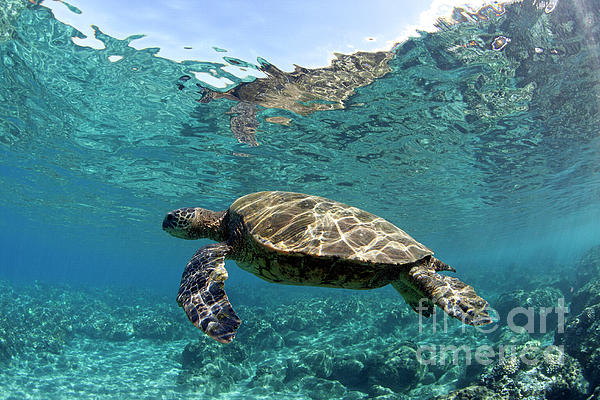 https://images.fineartamerica.com/images/artworkimages/medium/1/maui-sea-turtle-david-olsen.jpg