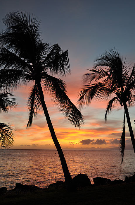 Maui Sunset Palms Photograph