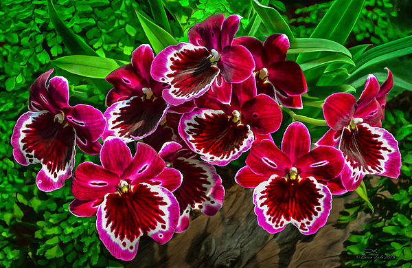 Brian Tada - Miltoniopsis Orchids