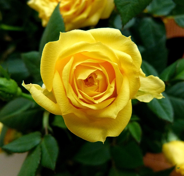 Miniature Yellow Rose by Will Borden