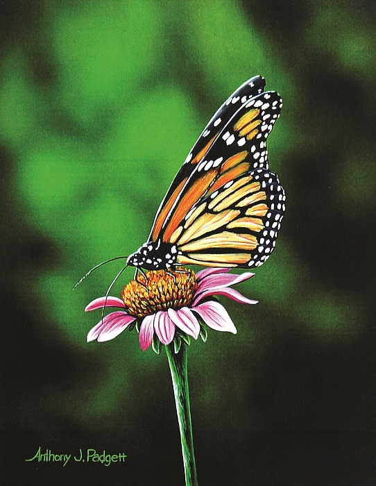 The Monarch Butterfly Sticker