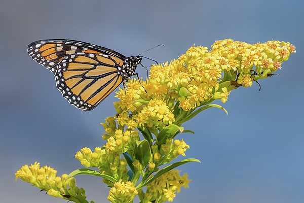 Morris Finkelstein - Monarch Butterfly on a Yellow Flower