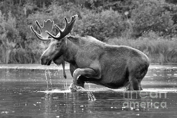 Moose Water Shuffle Black And White Yoga Mat by Adam Jewell - Fine