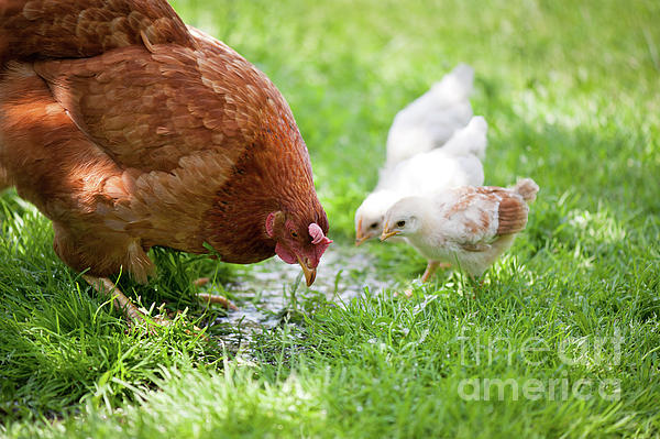 Chicken Mom And Chick In Green Grass Stock Photo, Picture and