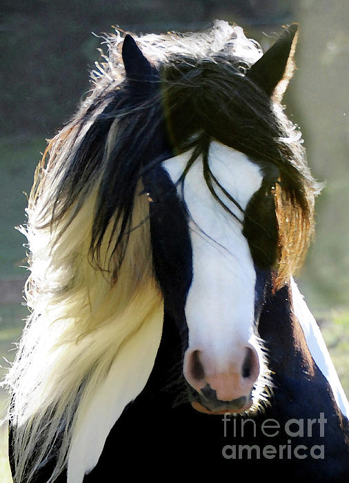 Wild Horse Digital+art