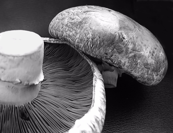Mushrooms In Black And White Photograph